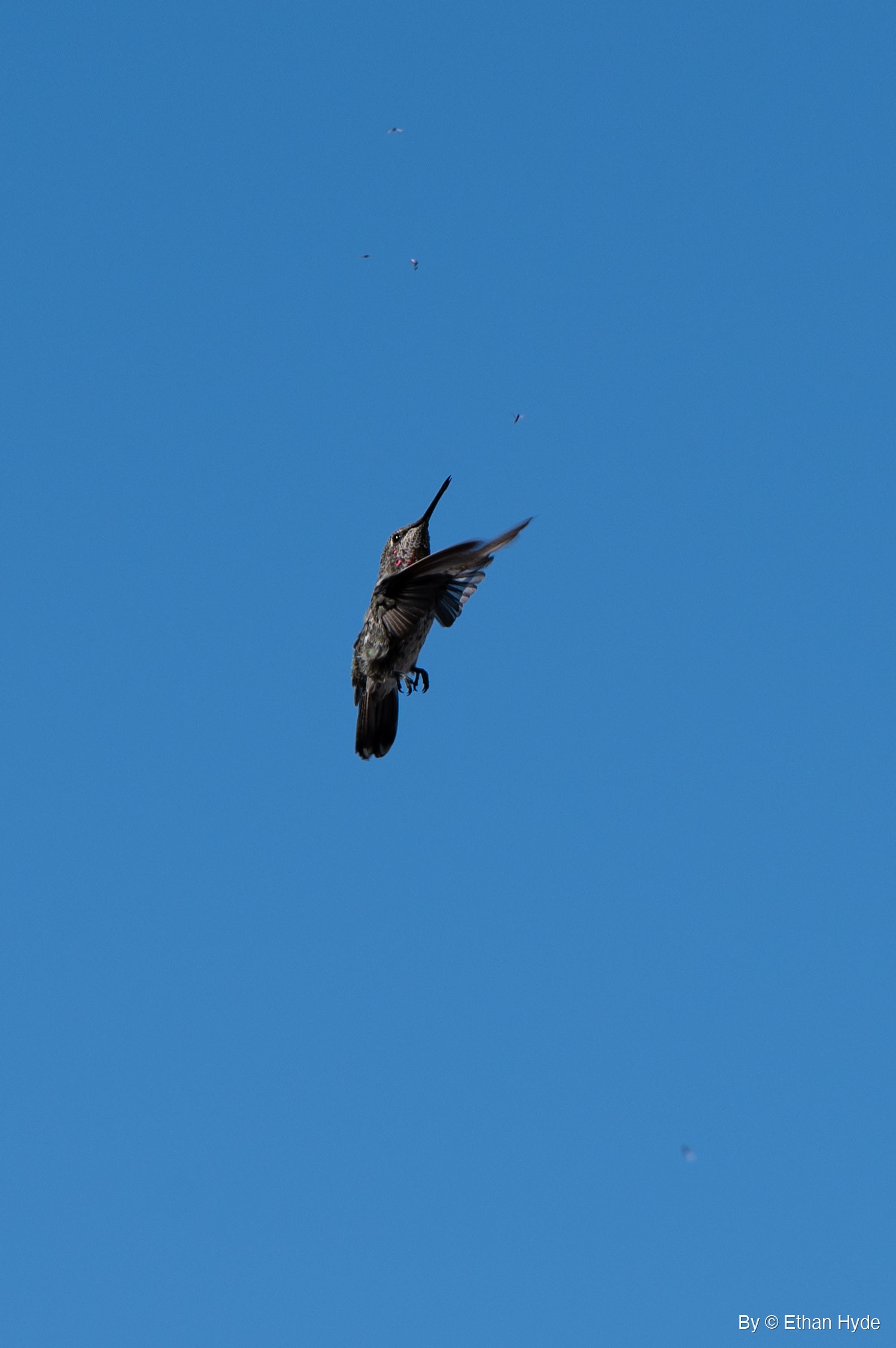 A hummingbird hovers against open blue sky with one wing raised, bill pointed up and feet hanging below, small insects scattered above it.