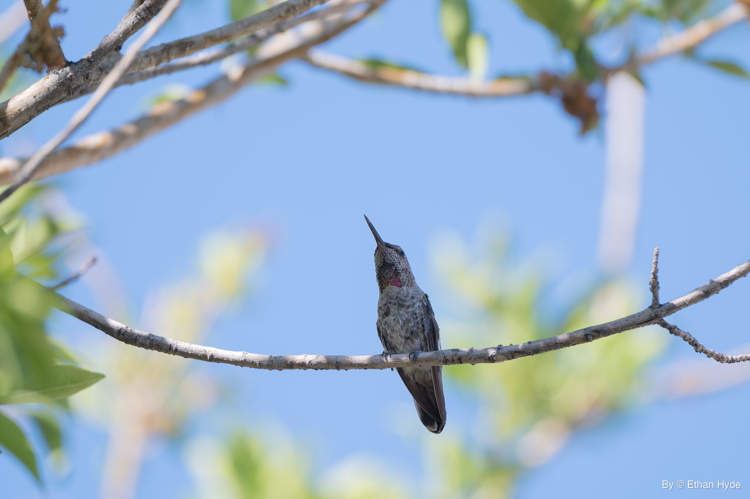 A small hummingbird perches on a thin gray branch with its bill tilted upward, blurred green leaves and blue sky behind it.