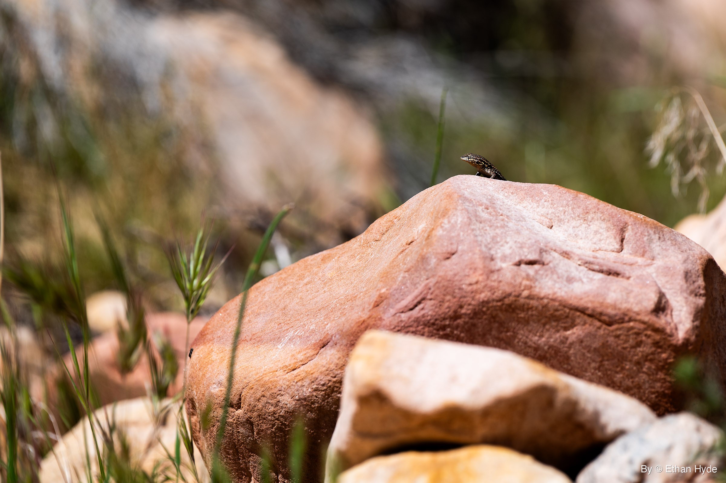 A small lizard perches at the top of a large reddish boulder, with green grass stems and pale rocks around it.