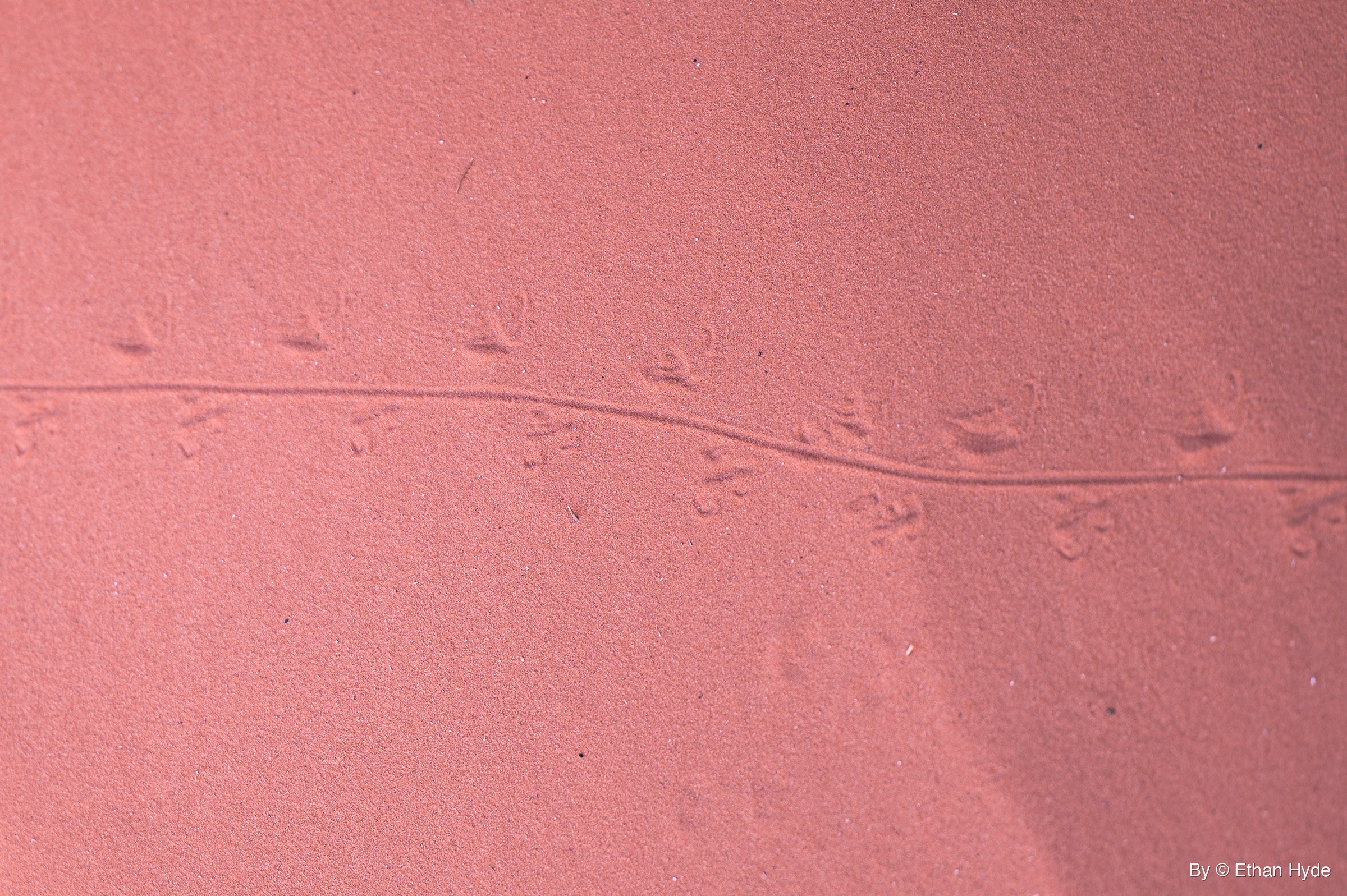 A lizard's footprints alternate on both sides of a thin, wavering tail-drag line across smooth red sand.
