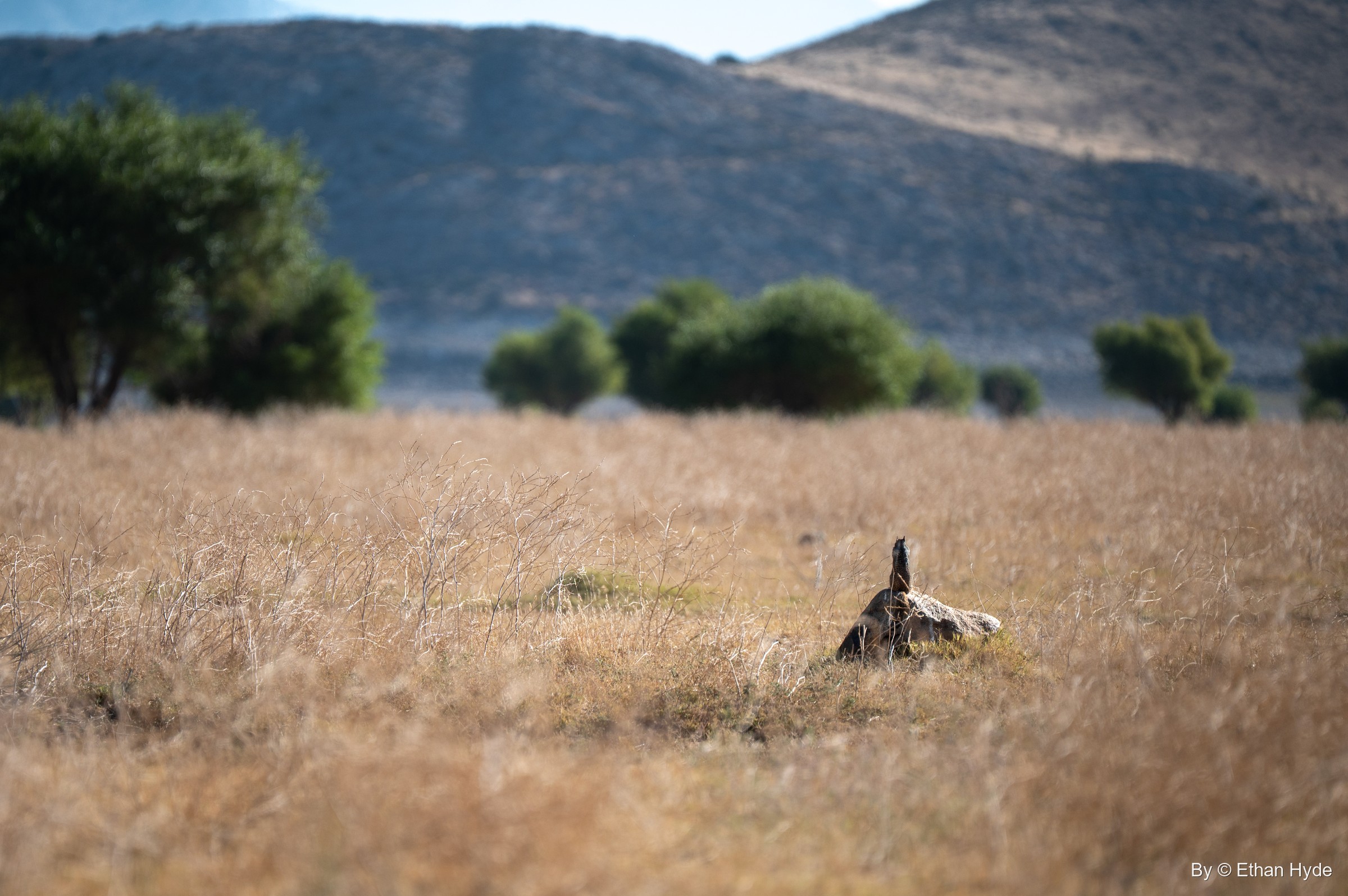 A small speckled bird stretches upward from a rock in a dry golden meadow, trees and a mountain behind.