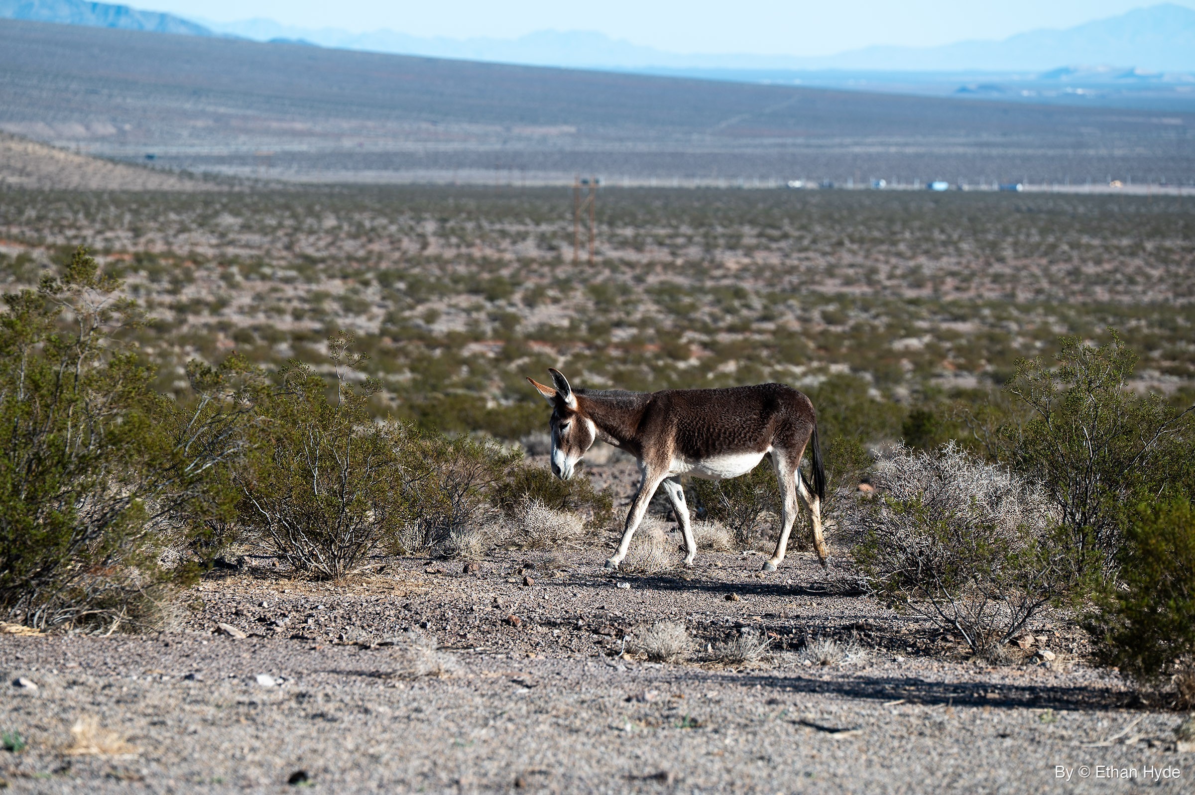 A brown wild burro with a pale muzzle and white belly walks across gravel between desert shrubs, with a wide valley and mountains behind.