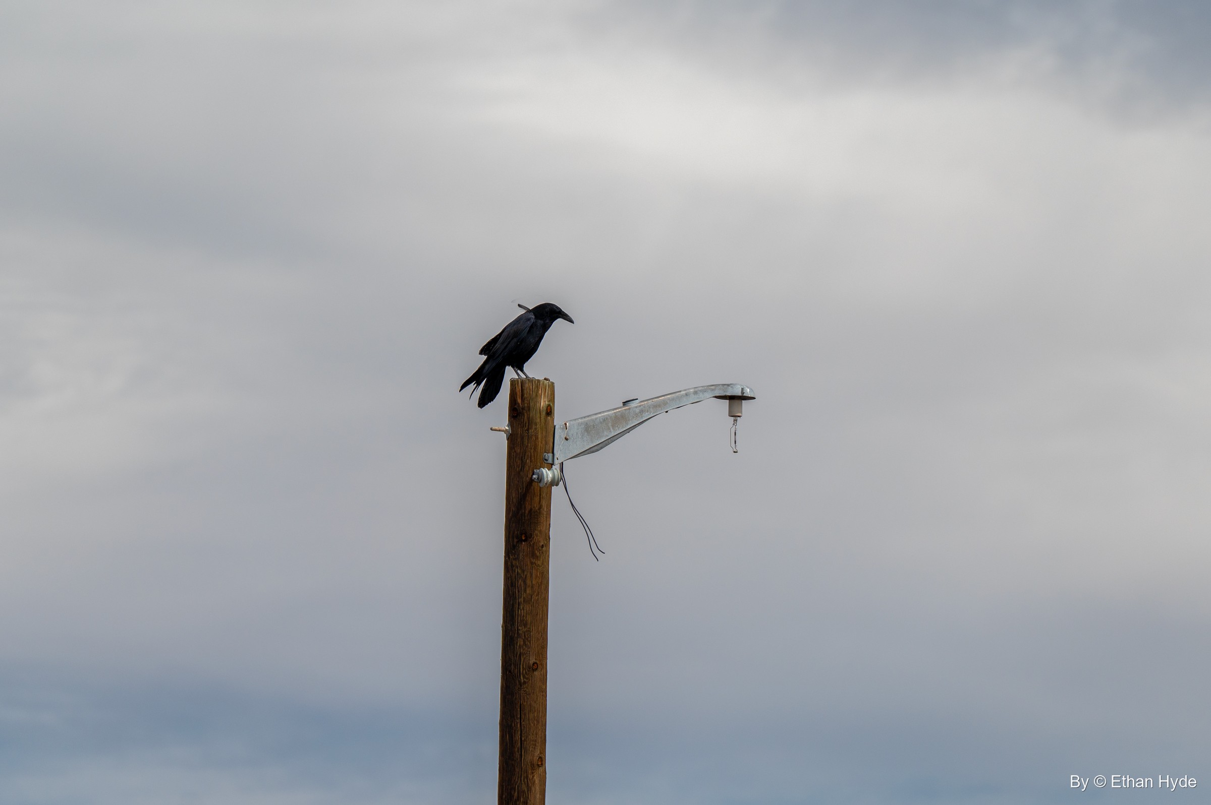 A black raven perched on a wooden pole with a bare lamp arm against an overcast gray sky.