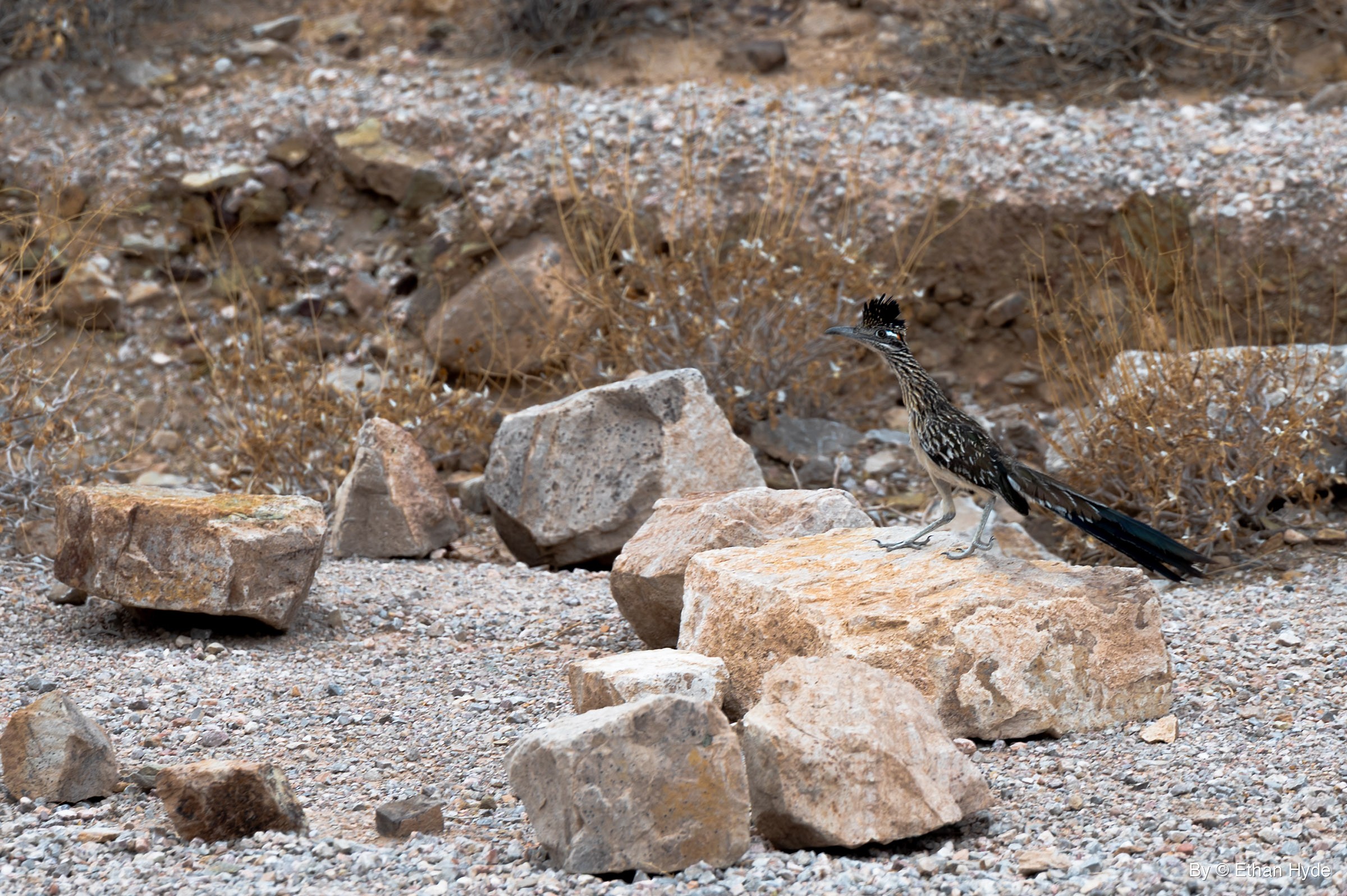 A greater roadrunner with its crest raised stands on a pale boulder among scattered rocks, gravel and dry brush.