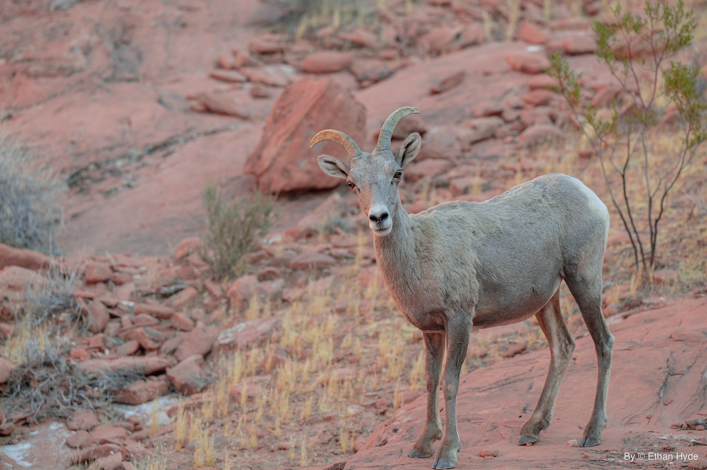 A bighorn sheep with short, slim curved horns stands on red rock among dry grass and a leafy shrub, looking straight at the camera.