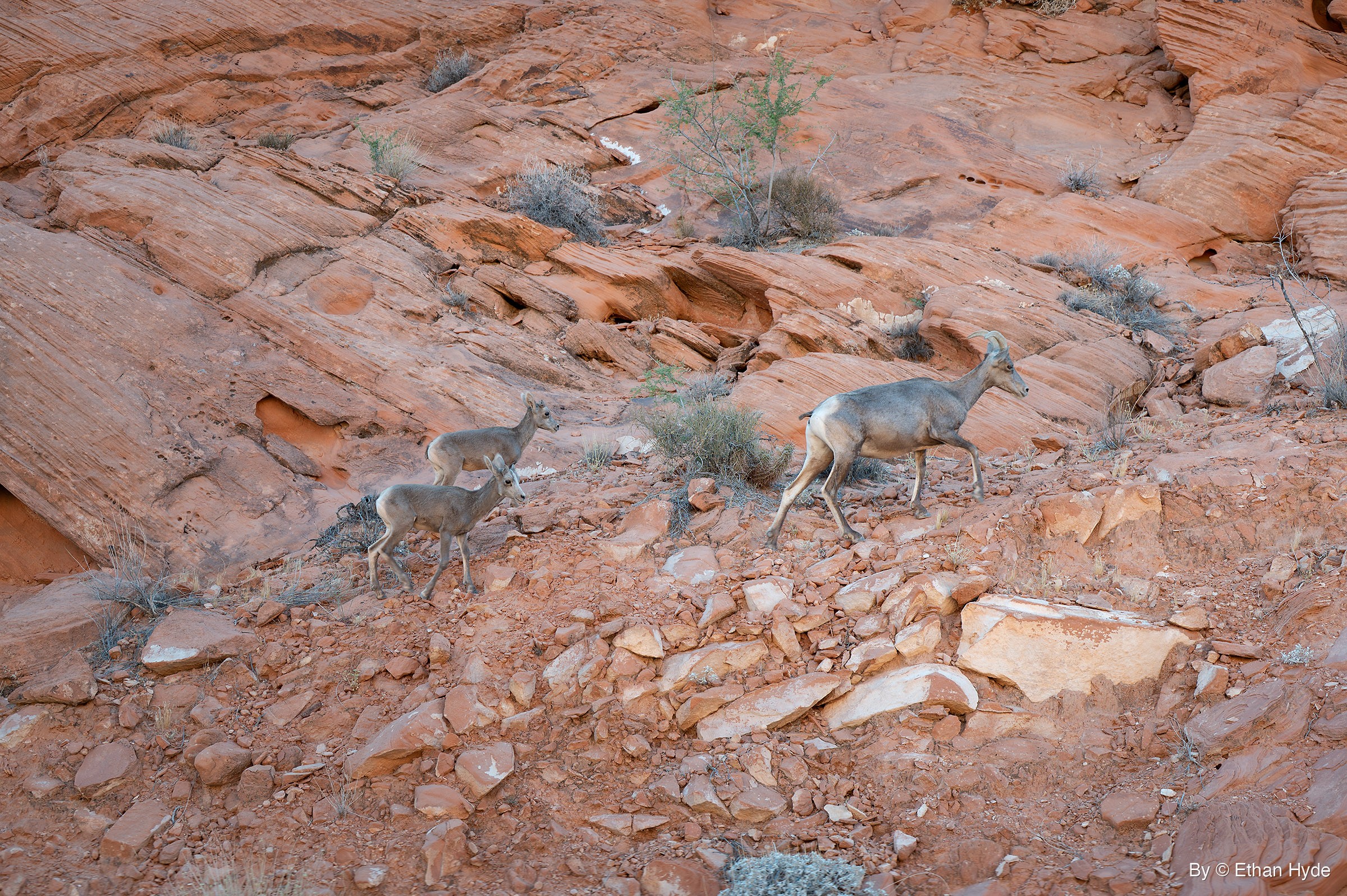 A larger bighorn sheep walks uphill across a rocky red slope while two smaller sheep follow behind, below layered sandstone.