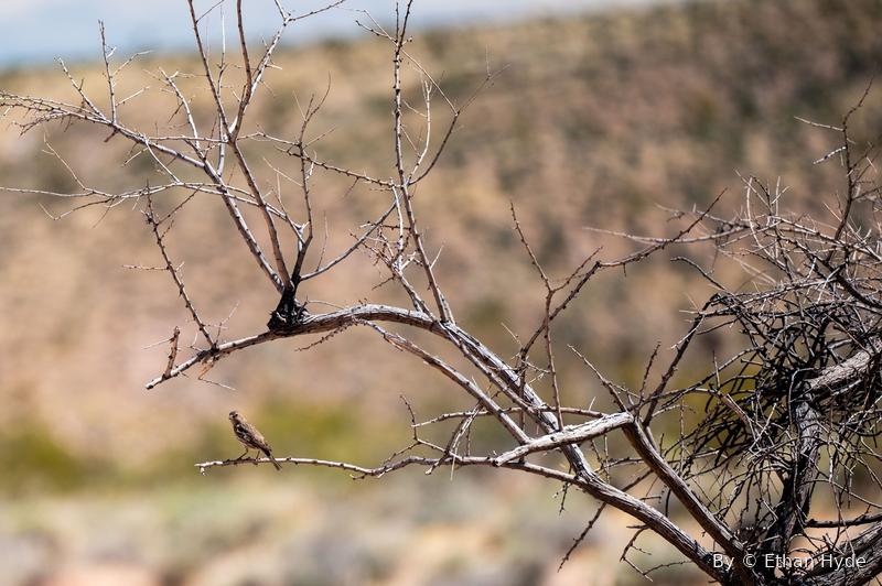 A small bird perched in the bare branches of a desert shrub.
