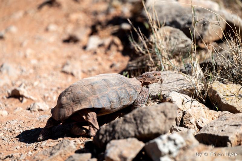 A desert tortoise crossing rocky ground dotted with dry grass.