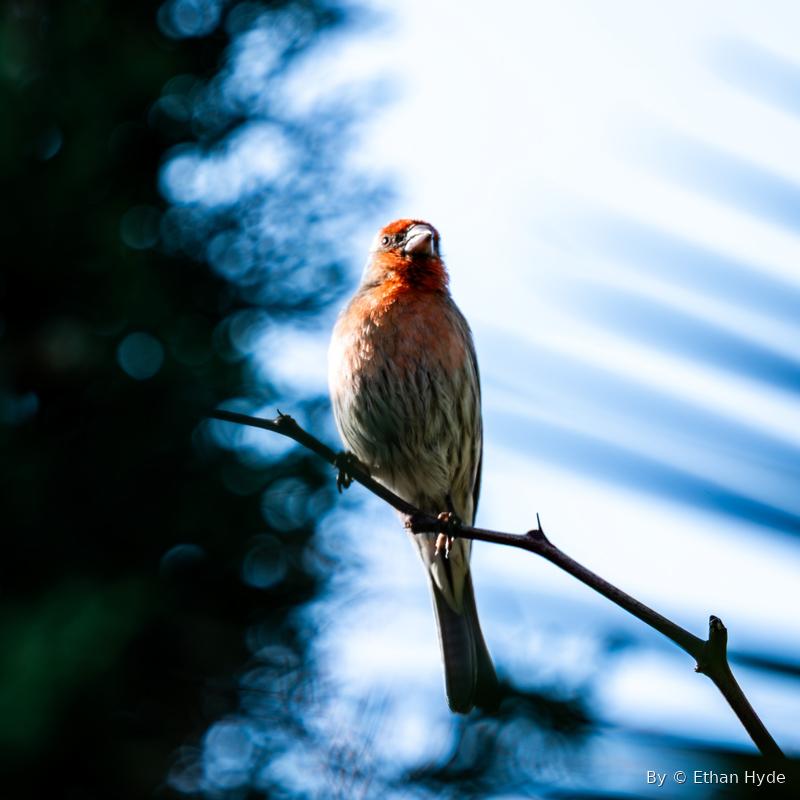 A male house finch perched on a branch against a soft blue background.