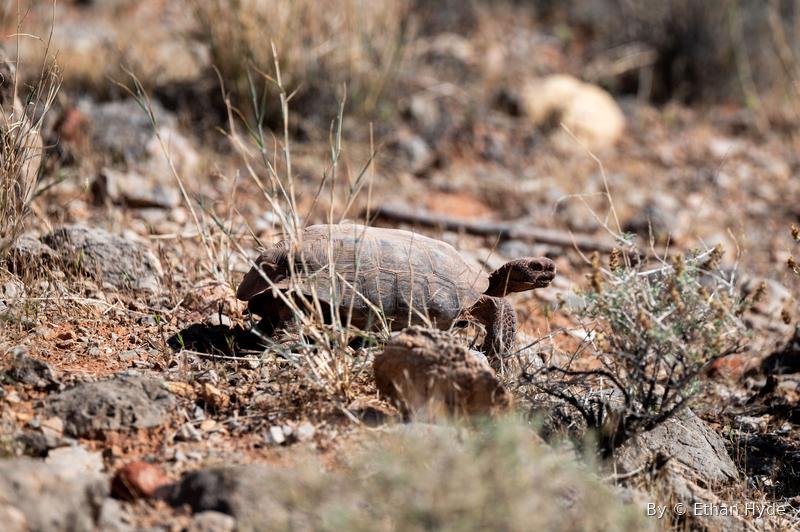 A desert tortoise nestled among rocks and desert scrub.