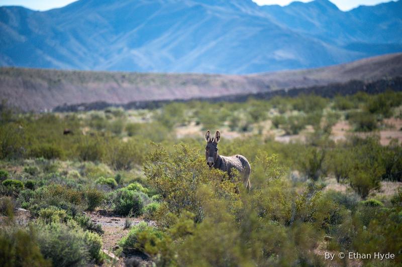 A lone wild burro standing in desert scrub with mountains behind.