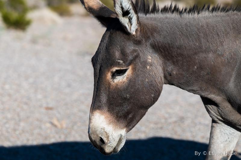 Close-up of a wild burro's head, long ears and soft muzzle, on a desert road.