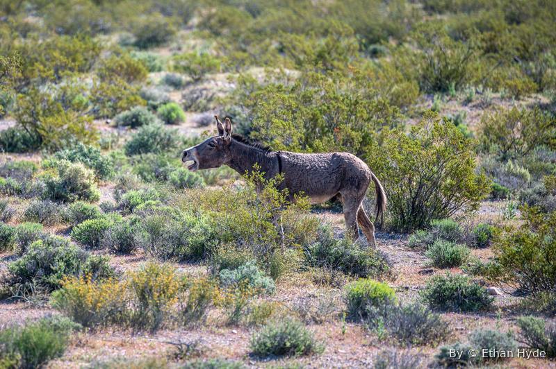 A wild burro grazing side-on in desert scrub.