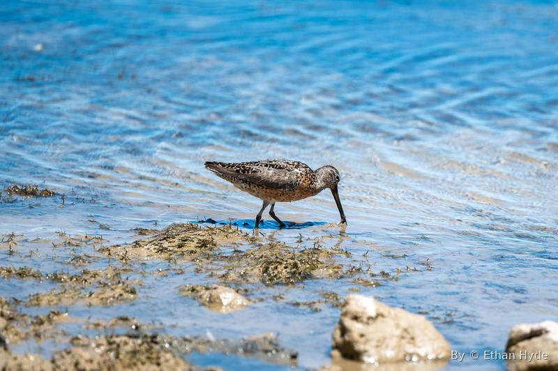 A long-billed shorebird feeding in shallow blue water.