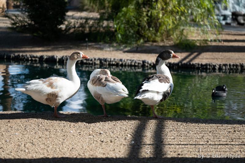 Domestic geese at the edge of a pond, a coot on the water behind.