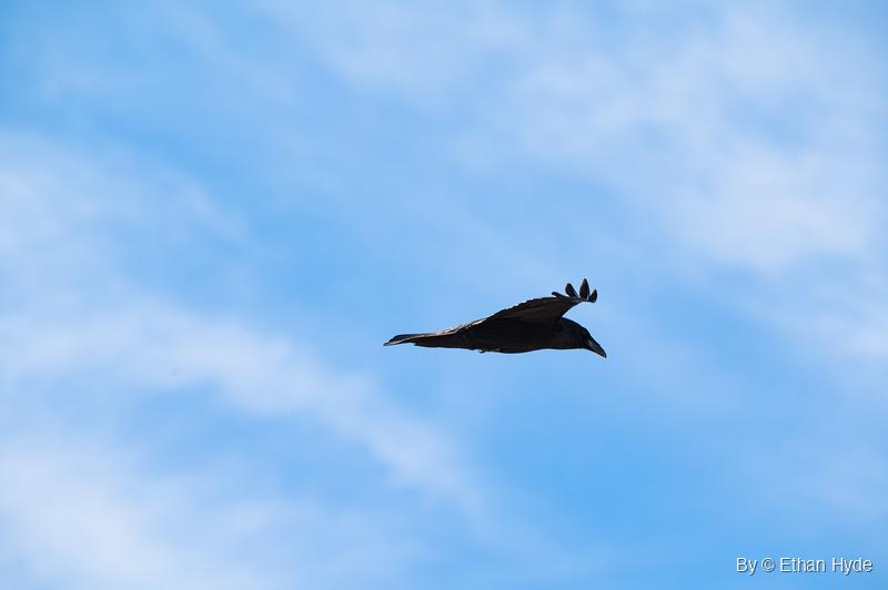 A crow flies right against a blue sky with wispy cloud, head angled down and one wing lifted with curled tips.