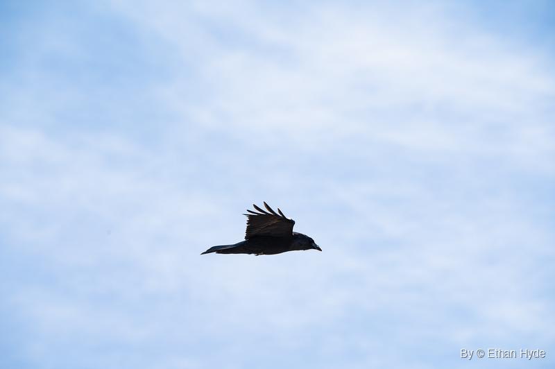 A crow flies right across a pale blue sky with thin white cloud, one wing raised above its back.