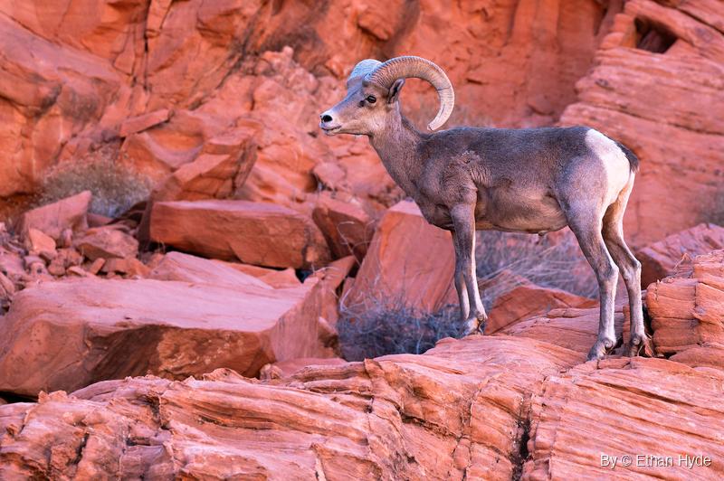 A bighorn ram with heavy curled horns stands side-on on a red sandstone ledge, head turned left, with dry brush and broken boulders behind.
