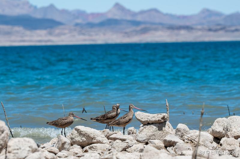 Four marbled godwits stand at the water's edge among pale boulders, with blue choppy water and hazy desert mountains behind.