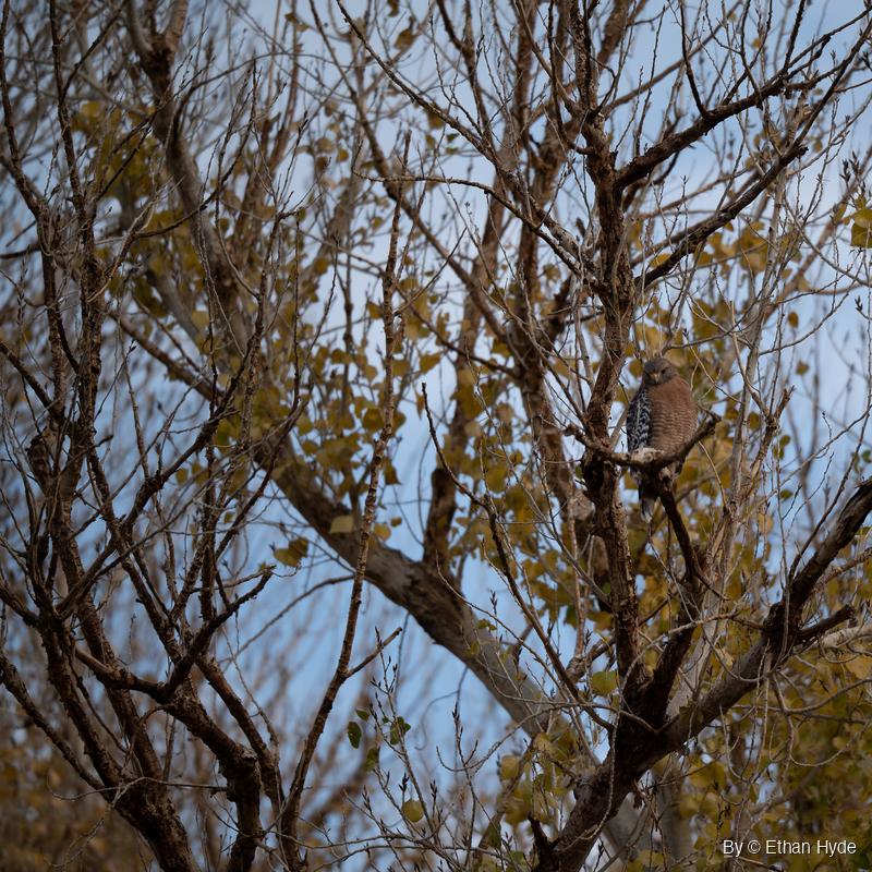 Hawk with a rusty breast and checkered black-and-white wings perched deep in bare branches and yellow leaves against a pale blue sky.