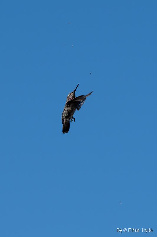 A hummingbird hovers against open blue sky with one wing raised, bill pointed up and feet hanging below, small insects scattered above it.