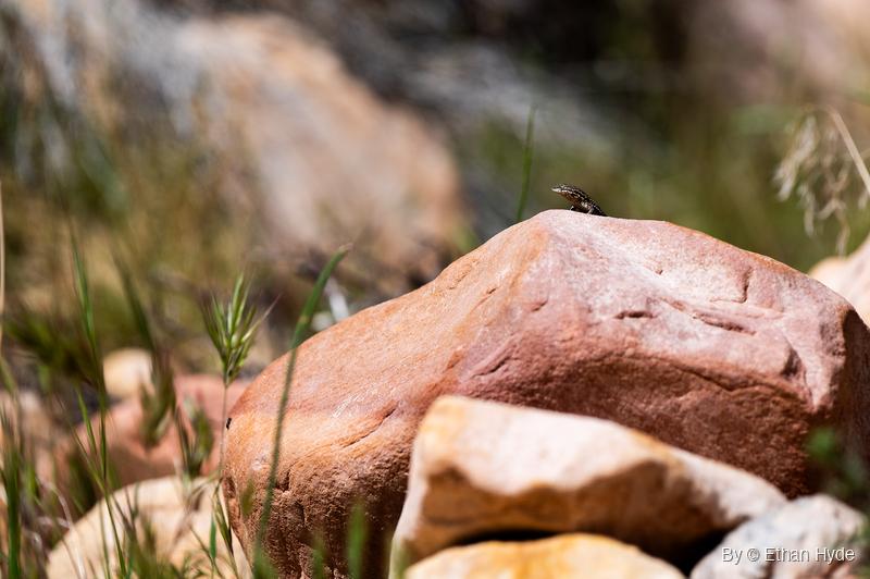 A small lizard perches at the top of a large reddish boulder, with green grass stems and pale rocks around it.