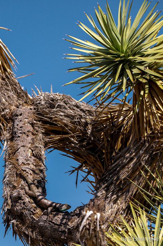 A large lizard with a blue-green patch on its head rests along a shaggy yucca trunk, below spiky green leaves and blue sky.