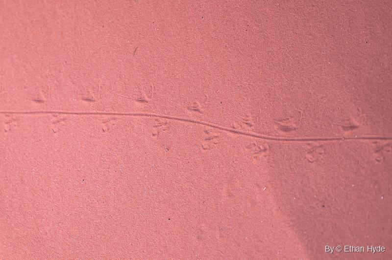 A lizard's footprints alternate on both sides of a thin, wavering tail-drag line across smooth red sand.
