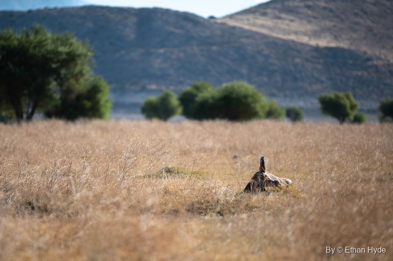 A small speckled bird stretches upward from a rock in a dry golden meadow, trees and a mountain behind.