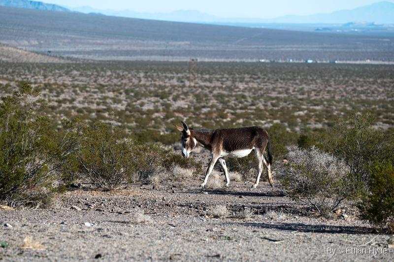 A brown wild burro with a pale muzzle and white belly walks across gravel between desert shrubs, with a wide valley and mountains behind.