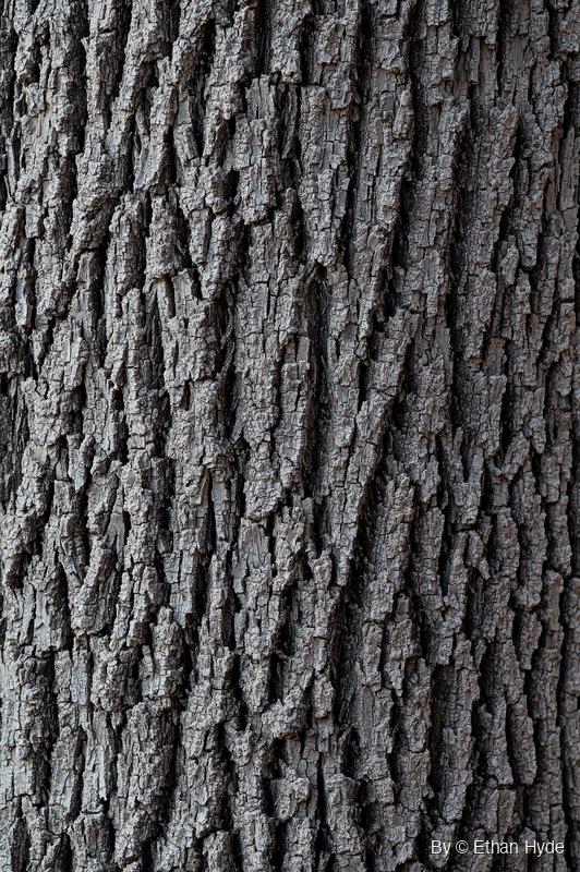 Frame-filling close-up of gray tree bark, thick raised plates broken apart by deep vertical furrows running the full height.