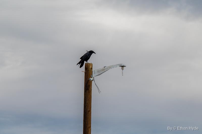 A black raven perched on a wooden pole with a bare lamp arm against an overcast gray sky.