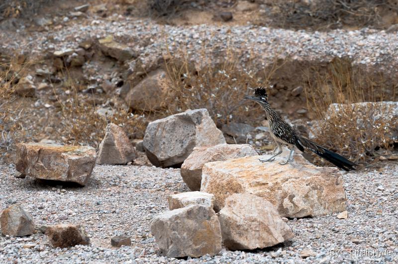 A greater roadrunner with its crest raised stands on a pale boulder among scattered rocks, gravel and dry brush.