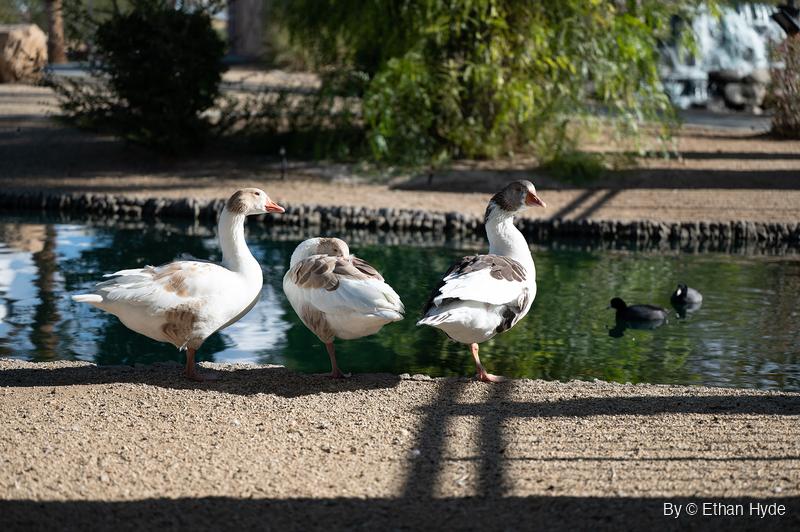 Three white and brown domestic geese stand in a row on a gravel edge beside a green pond, with two coots swimming behind them.
