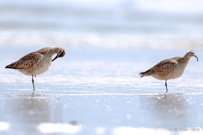 Two whimbrels stand on one leg at the water's edge, the left bird preening its breast and the right bird facing right in profile.