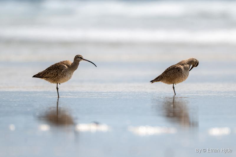 Two whimbrels stand on one leg on wet beach sand, the left bird holding its long curved bill level and the right bird preening.