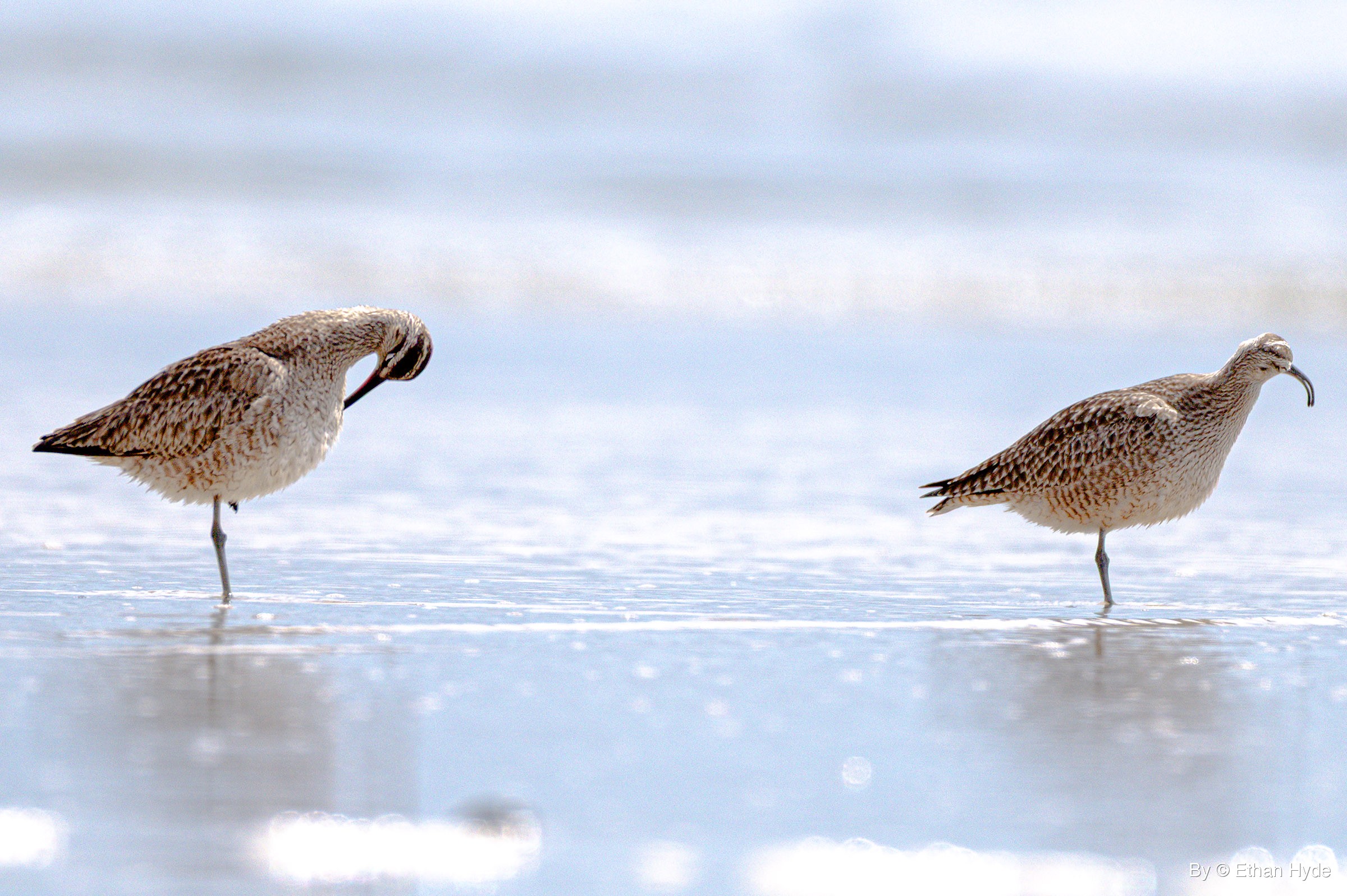 Two whimbrels stand on one leg at the water's edge, the left bird preening its breast and the right bird facing right in profile.