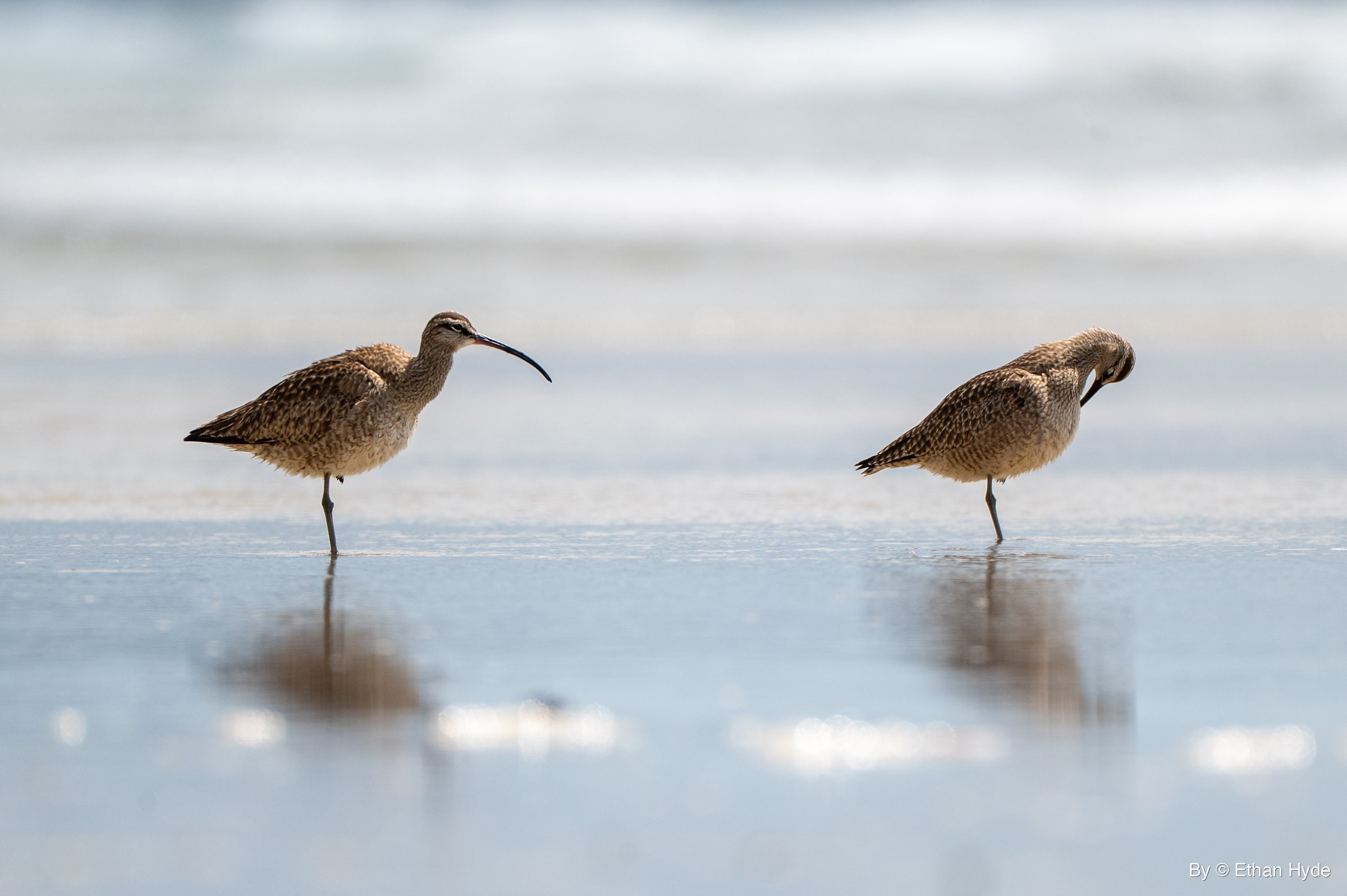Two whimbrels stand on one leg on wet beach sand, the left bird holding its long curved bill level and the right bird preening.