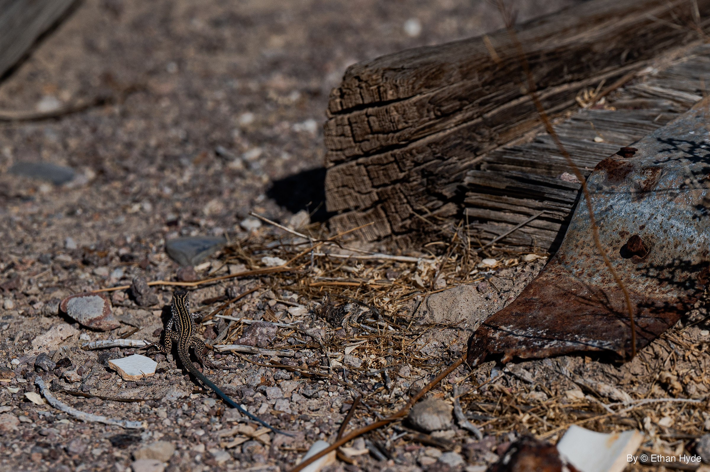A small striped whiptail lizard with a long blue-gray tail sits on gravel beside a cracked wooden beam and a rusted metal sheet.
